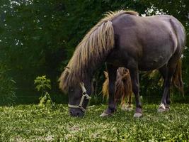 mini cavalos comendo grama. foto