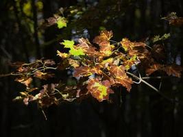 folhas de cores diferentes. foto