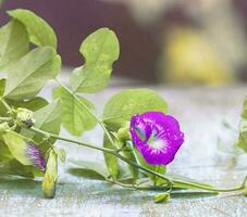 lindo florescendo flor foto