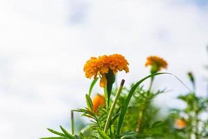 campos de calêndula pela manhã foto