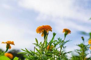 campos de calêndula pela manhã foto