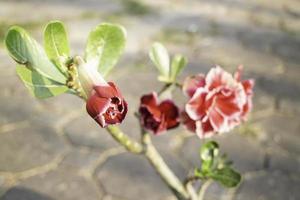 jardim de flores mínimo em casa foto