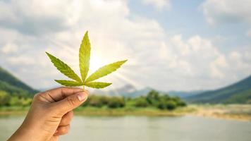 o uso de canabidiol não psicoativo cbd na medicina. a folha de cannabis disponível inclui uma base natural para o conceito de uso de cannabis para fins médicos.