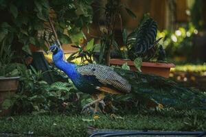 pavão com uma crista em Está cabeça às a jardim foto