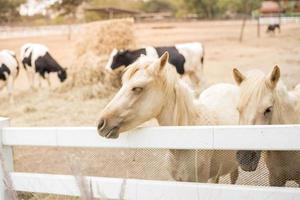 cavalos no campo foto