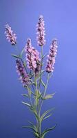 lavanda roxa flor borrado fundo. ai gerado foto