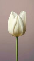 branco tulipa flor maco papel de parede fundo. ai gerado foto