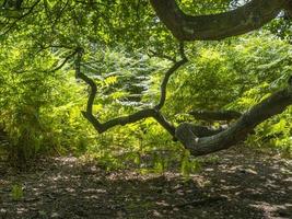 galhos de carvalho antigo em uma floresta foto