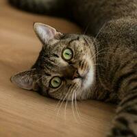 fofa brincalhão gato com verde olhos foto