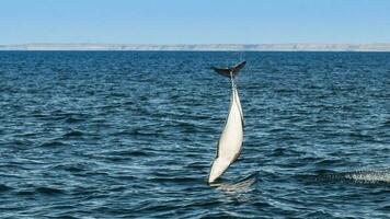 obscuro golfinho pulando, Península valdes, patagônia, argentina foto