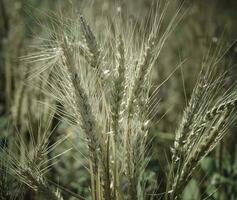 agrícola Produção do trigo, pampas, Argentina foto