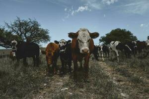 vacas alimentado com grama, Buenos ares, Argentina foto