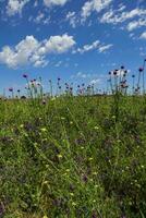 selvagem flores e pinheiros, patagônia foto