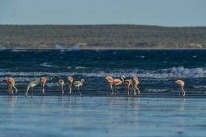 flamingos, península valdes, Patagônia, Argentina foto