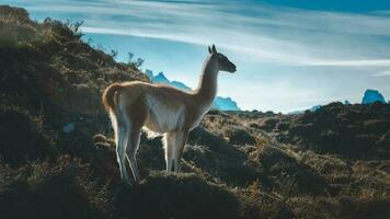 guanaco dentro torres del paine nacional parque, Patagônia, Chile. foto