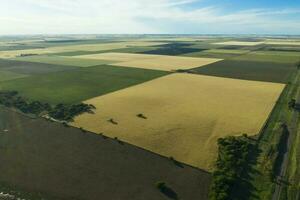 trigo campo pronto para colheita, dentro a pampas simples, la pampa, Argentina. foto