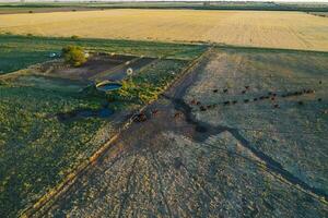 gado levantando dentro pampas interior, la pampa província, Argentina. foto