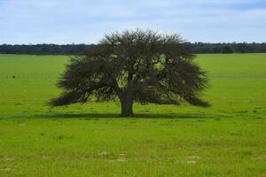 caldeirão árvore paisagem, la pampa província, Patagônia, Argentina. foto