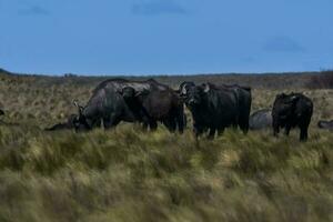 água búfalo, Bubalus bubalis, espécies introduzido dentro Argentina, la pampa província, patagônia. foto