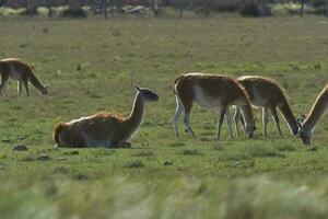 lama animal, , dentro pampas pastagem ambiente, la pampa província, Patagônia, Argentina foto