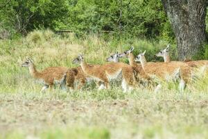 lama animal, , dentro pampas pastagem ambiente, la pampa província, Patagônia, Argentina foto