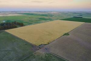 aéreo Visão do uma trigo campo, Buenos aires província, Argentina. foto