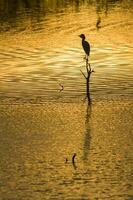 ótimo branco garça às pôr do sol paisagem, la pampa, província, Patagônia, Argentina. foto