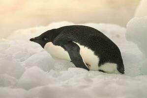 Adelie pinguim, juvenil em gelo, paulet ilha, Antártica foto