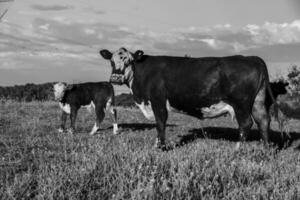 gado levantando com natural pastagens dentro pampas interior, la pampa província, patagônia, Argentina. foto