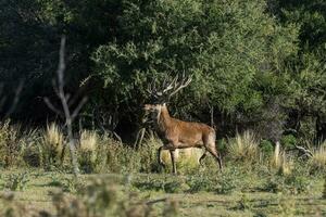 vermelho veado dentro caldeirão floresta ambiente, la pampa, Argentina, parque luro, natureza reserva foto