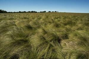 pampas Relva paisagem, la pampa província, Patagônia, Argentina. foto