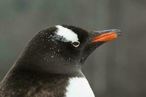 gentoo pinguim, pygoscelis papua, antártica. foto