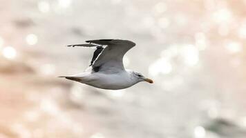 mar gaivota dentro voo, Larus dominicano, Patagônia, Argentina foto