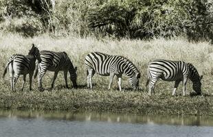 rebanho do zebras dentro a africano savana foto