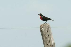 branco sobrancelha cotovia ,sturnella superciliaris, empoleirado em uma cerca, Patagônia, Argentina foto