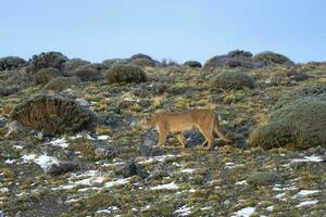 Puma caminhando dentro uma montanha ambiente, torres del paine nacional parque, Patagônia, Chile. foto