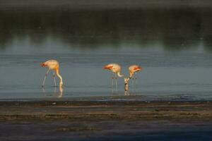 flamingos descansar dentro uma salgado lagoa, la pampa província, patagônia, Argentina. foto