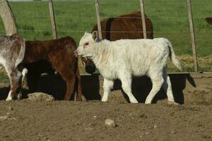 branco shorthorn bezerro , dentro Argentino interior, la pampa província, Patagônia, Argentina. foto