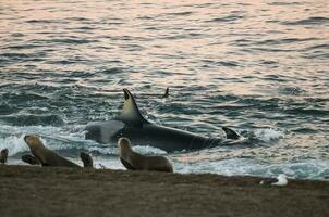 orca caçar mar leões, patagônia , Argentina foto