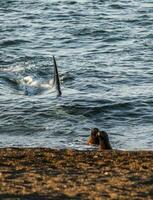 orca atacante mar leões, patagônia Argentina foto