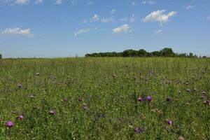 selvagem flores e pinheiros, patagônia foto