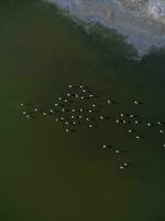 flamingos dentro patagônia , aéreo Visão foto