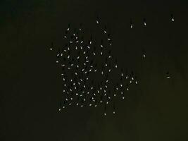 flamingos rebanho,la pampa, patagônia Argentina foto