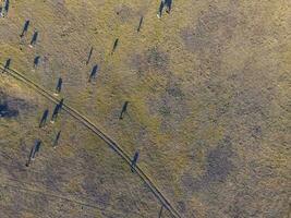 ampla escala carne Produção dentro Argentina, aéreo Visão do uma lote do vacas foto