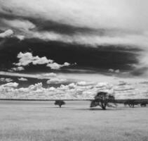 rural paisagem, pampas simples, Argentina foto