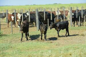 vacas elevado com natural grama, Argentino carne Produção foto