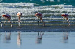 flamingos alimentando às baixo maré, Península valdes, Patagônia, Argentina foto