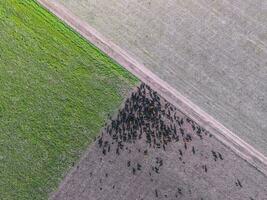 carne Produção, gado dentro pampas região, aéreo vista, argentina foto