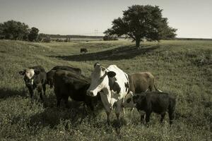 vacas elevado com natural grama, Argentino carne Produção foto