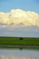 verão paisagem, pampas, Patagônia, Argentina foto